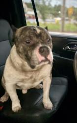 Reunited Male Dog last seen Sheetz, Starbucks, traveling east to west along I-40/85; intact male; no chip or collar; well cared for and very friendly, Mebane, NC 27302