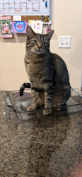 Lost Male Cat last seen Glen Oak Neighborhood, Oregon City, OR 97045