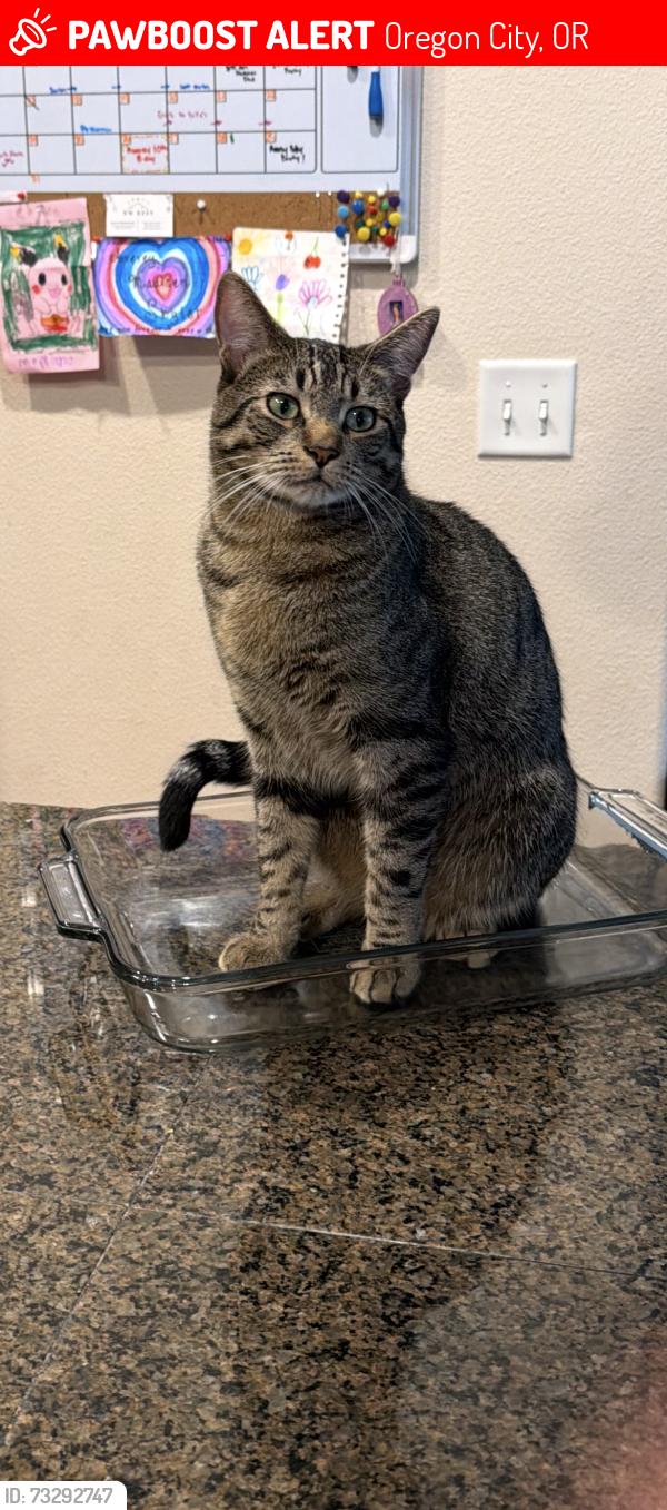 Lost Male Cat last seen Glen Oak Neighborhood, Oregon City, OR 97045