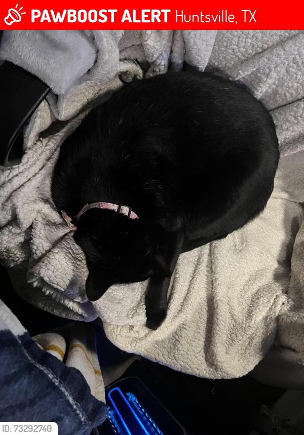 Lost Male Cat last seen Rollingbrook apmts, Huntsville, TX 77320