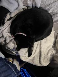 Lost Male Cat last seen Rollingbrook apmts, Huntsville, TX 77320