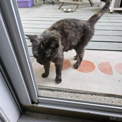 Found/Stray Female Cat last seen Cold Spring Drive, Nashville, TN 37013