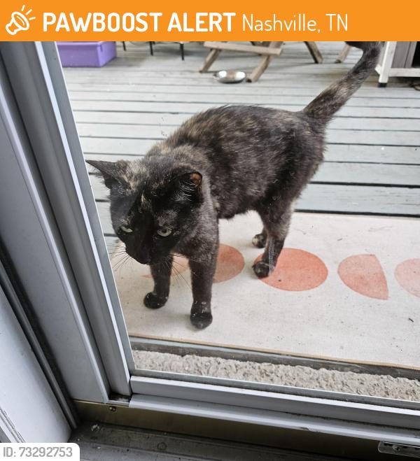 Found/Stray Female Cat last seen Cold Spring Drive, Nashville, TN 37013