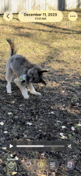 Lost Female Dog last seen Winthorne Dr, Nashville, TN 37217