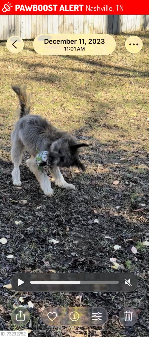 Lost Female Dog last seen Winthorne Dr, Nashville, TN 37217