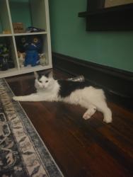 Found/Stray Female Cat last seen Roanoke, Kansas City, MO 64111
