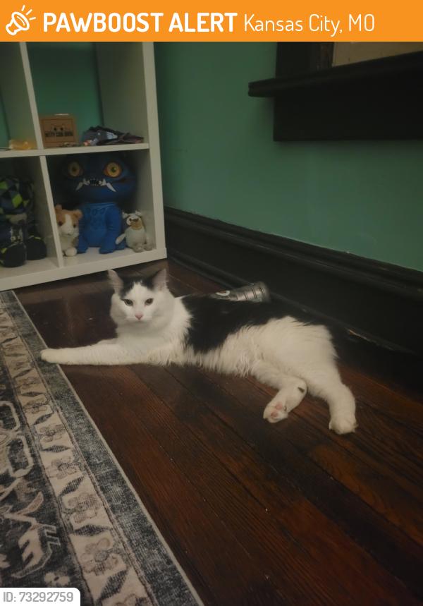 Found/Stray Female Cat last seen Roanoke, Kansas City, MO 64111