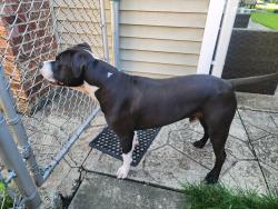 Found/Stray Unknown Dog last seen Prince Charles lane Schaumburg, Schaumburg, IL 60195