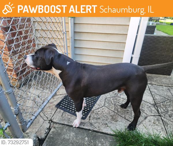 Found/Stray Unknown Dog last seen Prince Charles lane Schaumburg, Schaumburg, IL 60195