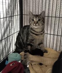 Shelter Stray Female Cat last seen Bexar County, 3353 Morningside Dr, New Braunfels, TX 78132, USA