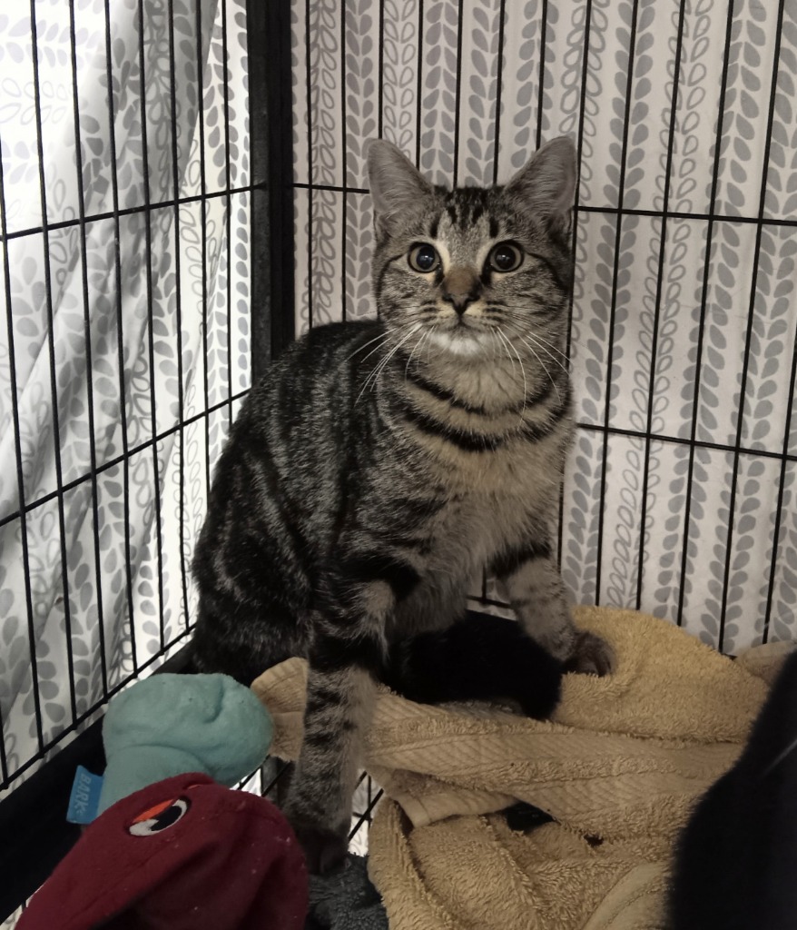 Shelter Stray Female Cat last seen Bexar County, 3353 Morningside Dr, New Braunfels, TX 78132, USA