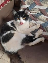 Lost Male Cat last seen Serralheria São Carlos, Jardim Colonial, PR 84178-110