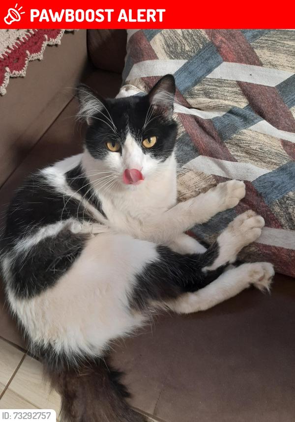 Lost Male Cat last seen Serralheria São Carlos, Jardim Colonial, PR 84178-110