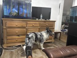 Reunited Male Dog last seen Marion st and Terry, Fort Myers, FL 33916