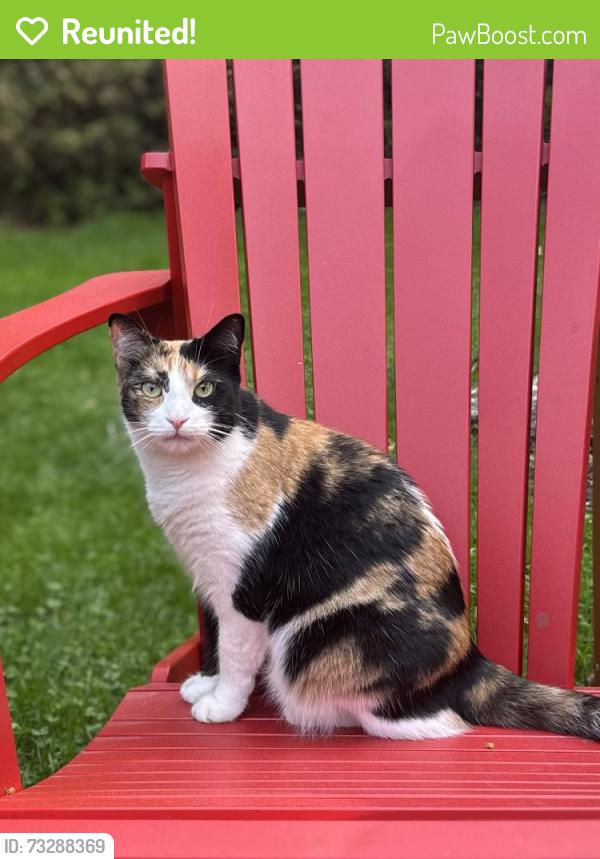 Reunited Female Cat last seen Lancaster and Guelph, Kitchener, ON N2H 4W5