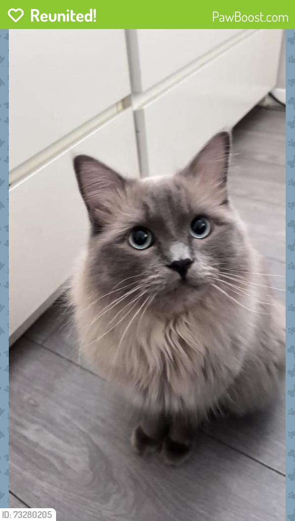Reunited Male Cat last seen Tillingbourne road, Shalford, England 