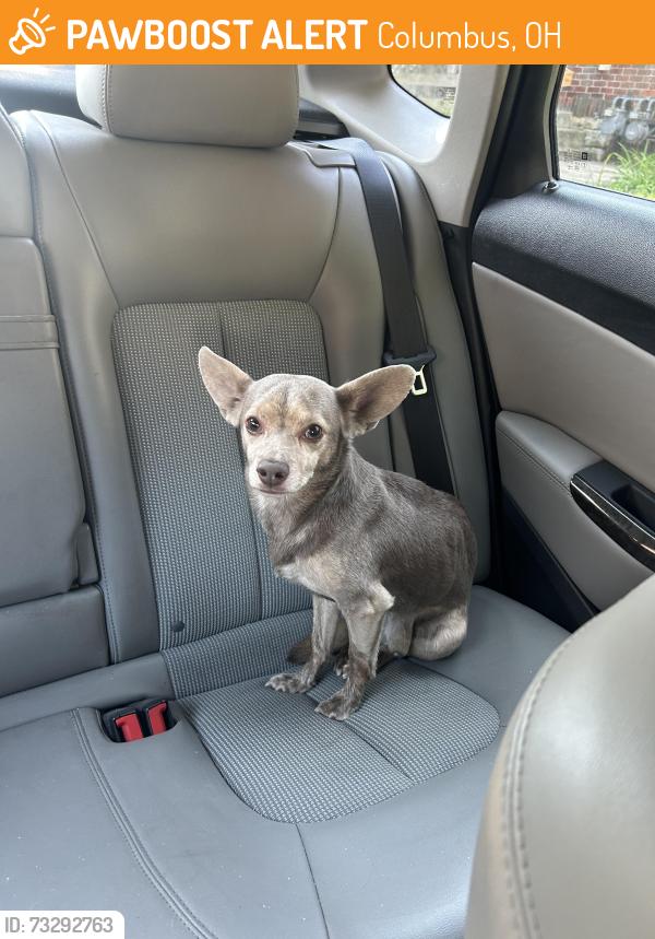 Found/Stray Male Dog last seen E 7th Ave - Weinland Park Elementary School, Columbus, OH 43201
