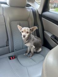 Found/Stray Male Dog last seen E 7th Ave - Weinland Park Elementary School, Columbus, OH 43201