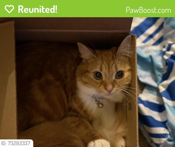 Reunited Female Cat last seen Hermitage Road and 50 street, Edmonton, AB 
