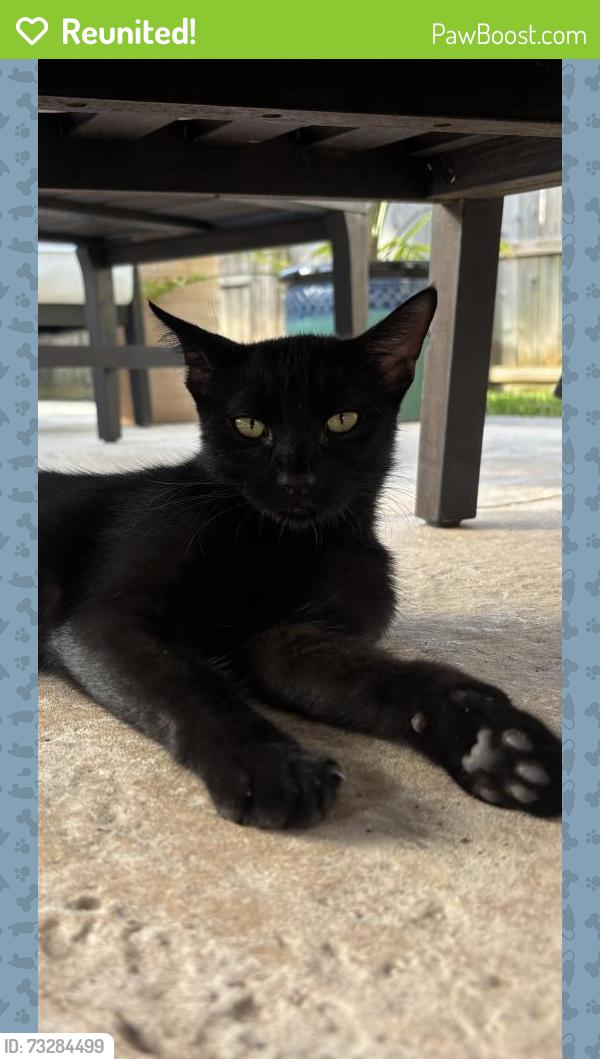 Reunited Unknown Cat last seen Spring Trails, Spring, TX 77386