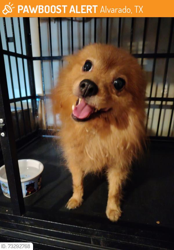 Found/Stray Unknown Dog last seen N Jessup St & E Jessup St, Alvarado, TX 76009