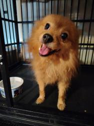 Found/Stray Unknown Dog last seen N Jessup St & E Jessup St, Alvarado, TX 76009