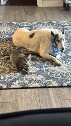 Lost Female Cat last seen Wymore and Little Lake Fairview, Winter Park, FL 32789