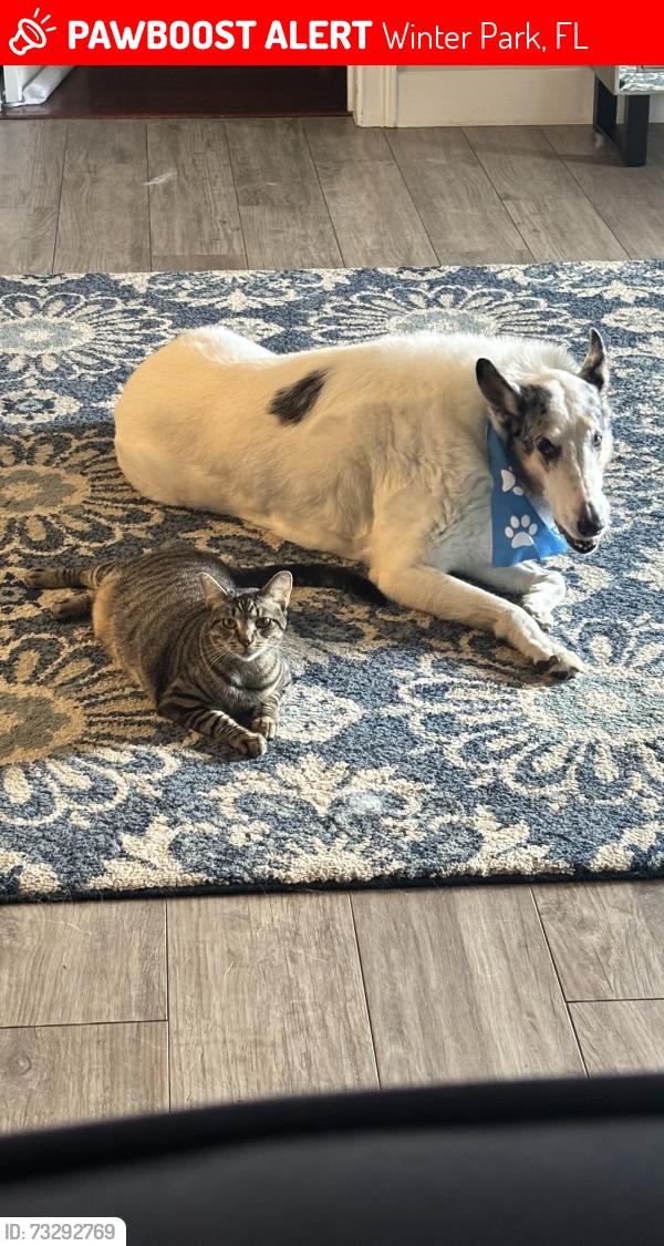 Lost Female Cat last seen Wymore and Little Lake Fairview, Winter Park, FL 32789