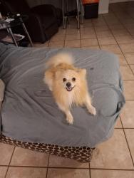 Found/Stray Male Dog last seen Near and Ovilla, Red Oak, TX 75154