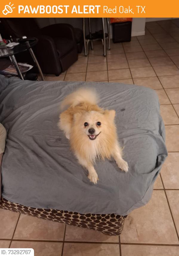 Found/Stray Male Dog last seen Near and Ovilla, Red Oak, TX 75154