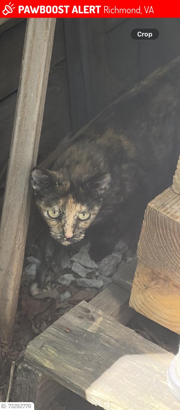 Lost Female Cat last seen Brookland Park boulevard, Richmond, VA 23222