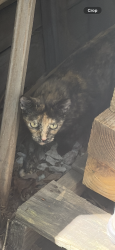 Lost Female Cat last seen Brookland Park boulevard, Richmond, VA 23222