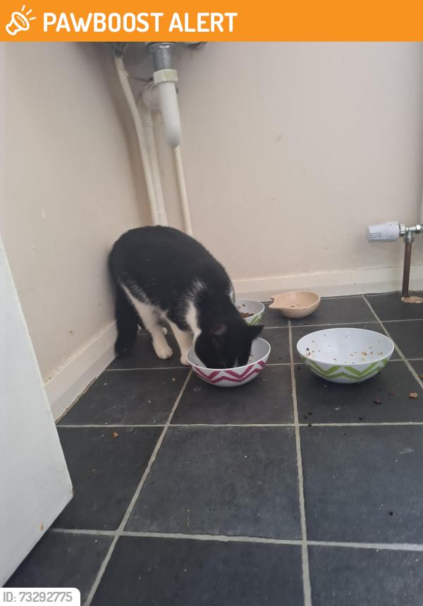 Found/Stray Unknown Cat last seen in the hse, Portlethen, Scotland AB12 4XJ