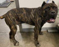 Shelter Stray Male Dog last seen , 1850 W 60th St, Los Angeles, CA 90047, USA