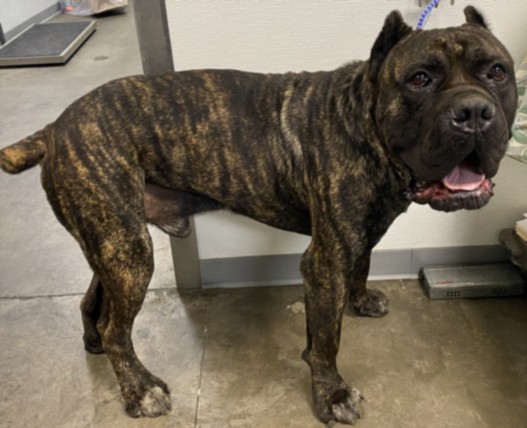 Shelter Stray Male Dog last seen , 1850 W 60th St, Los Angeles, CA 90047, USA