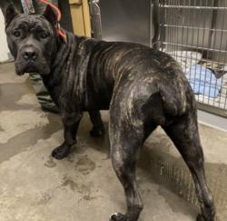 Shelter Stray Female Dog last seen , 1850 W 60th St, Los Angeles, CA 90047, USA