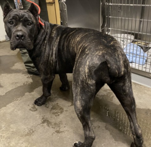 Shelter Stray Female Dog last seen , 1850 W 60th St, Los Angeles, CA 90047, USA