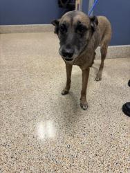 Shelter Stray Female Dog last seen LAS, 3599 NW 79th Ave, Doral, FL 33122, USA