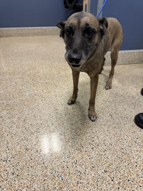 Shelter Stray Female Dog last seen LAS, 3599 NW 79th Ave, Doral, FL 33122, USA