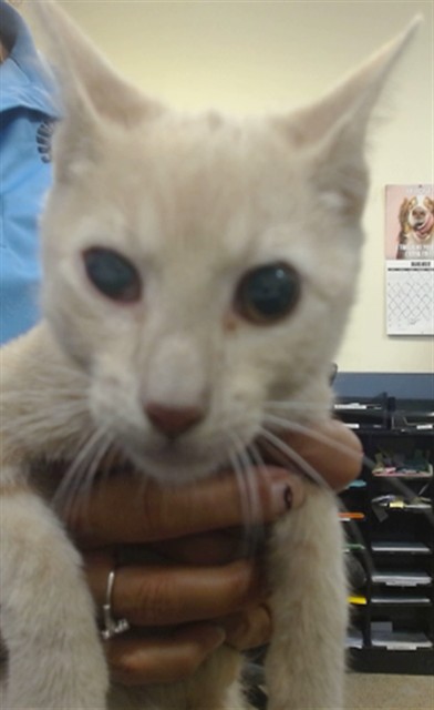 Shelter Stray Male Cat last seen Near BLOCK W 25 CT, 3599 NW 79th Ave, Doral, FL 33122, USA