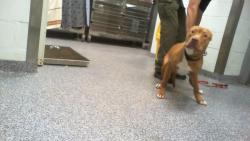 Shelter Stray Male Dog last seen CHARLOTTE, 8315 Byrum Dr, Charlotte, NC 28217, USA