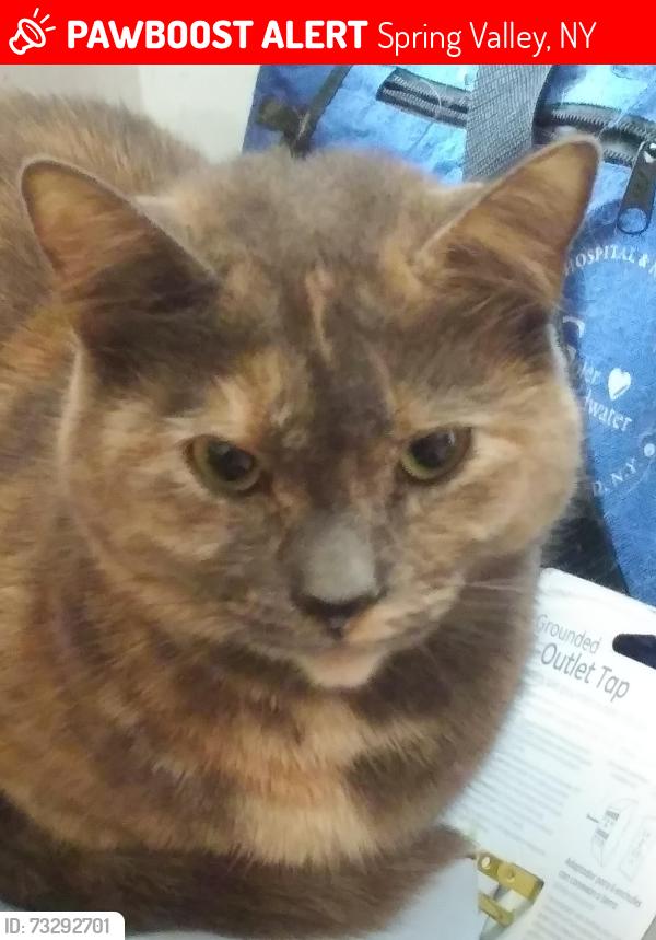 Lost Female Cat last seen Near huge Target sign in parking area, Spring Valley, NY 10977