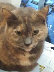 Lost Female Cat last seen Near huge Target sign in parking area, Spring Valley, NY 10977