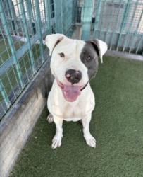 Shelter Stray Male Dog last seen , 11361 W Pico Blvd, Los Angeles, CA 90064, USA