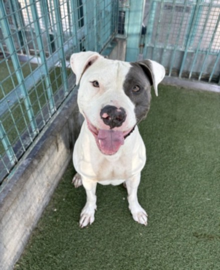 Shelter Stray Male Dog last seen , 11361 W Pico Blvd, Los Angeles, CA 90064, USA