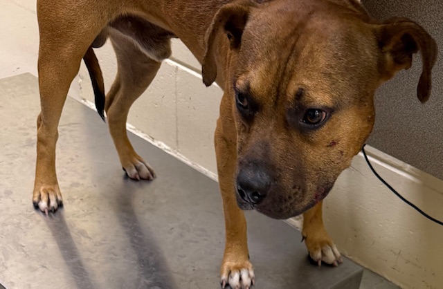 Shelter Stray Male Dog last seen , 232 Eslinger Way, Sanford, FL 32773, USA