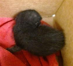 Shelter Stray Unknown Cat last seen , 2811 SE 29th St, Oklahoma City, OK 73129, USA