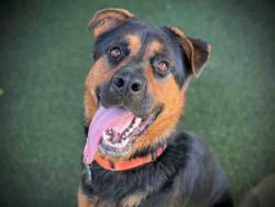 Shelter Stray Male Dog last seen , 5821 Sweetwater Rd, Bonita, CA 91902, USA