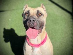 Shelter Stray Female Dog last seen , 5821 Sweetwater Rd, Bonita, CA 91902, USA