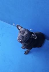 Shelter Stray Male Dog last seen RIVER BAKERSFIELD, 201 S Mt Vernon Ave, Bakersfield, CA 93307, USA